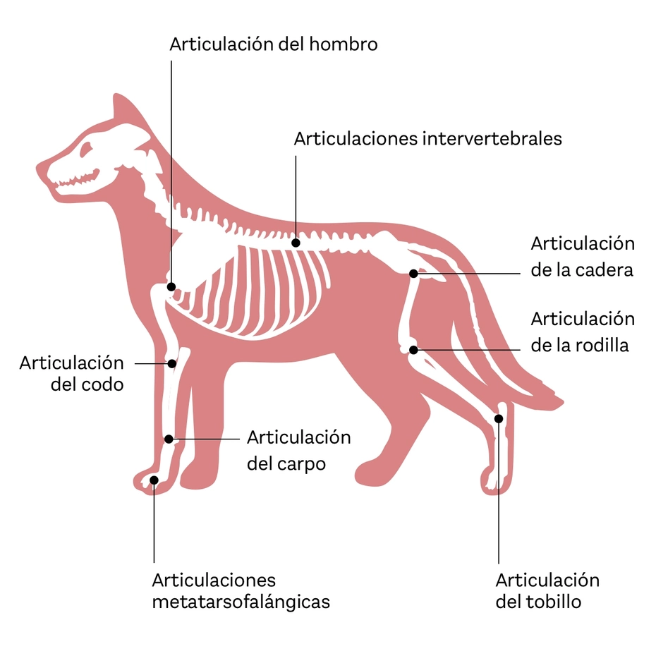 Esquema de un perro mostrando su esqueleto. Se destacan las principales articulaciones: del hombro, codo, cadera, rodilla, tobillo, carpiano y metatarsofalángicas. También se mencionan las articulaciones intervertebrales.