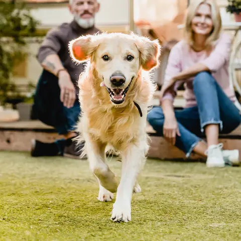 Hund läuft über Wiese
