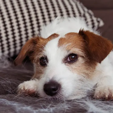 Hund liegt auf Sofa neben ihm Hundehaare