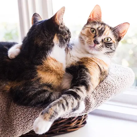 Zwei Katzen in Korb auf Fensterbank