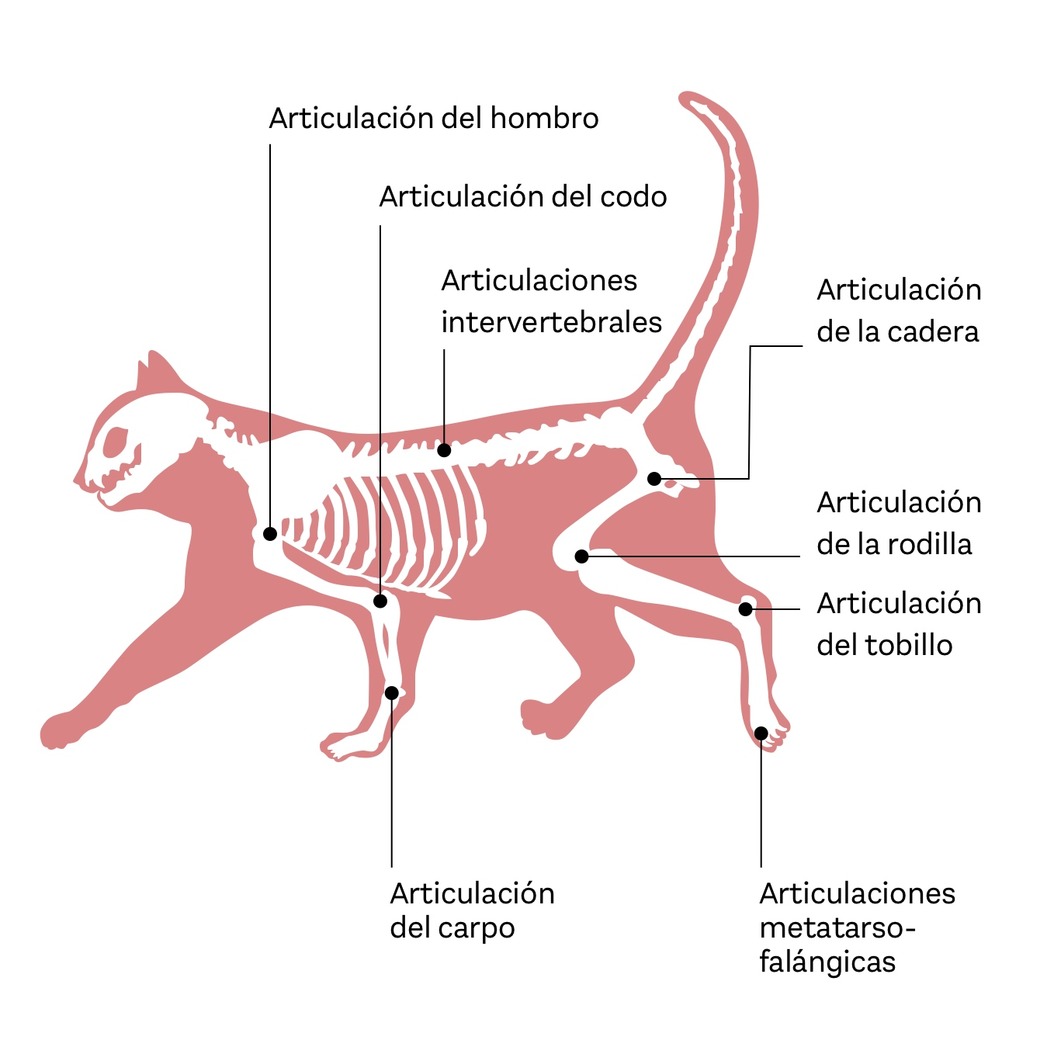 Estructura gatos deals