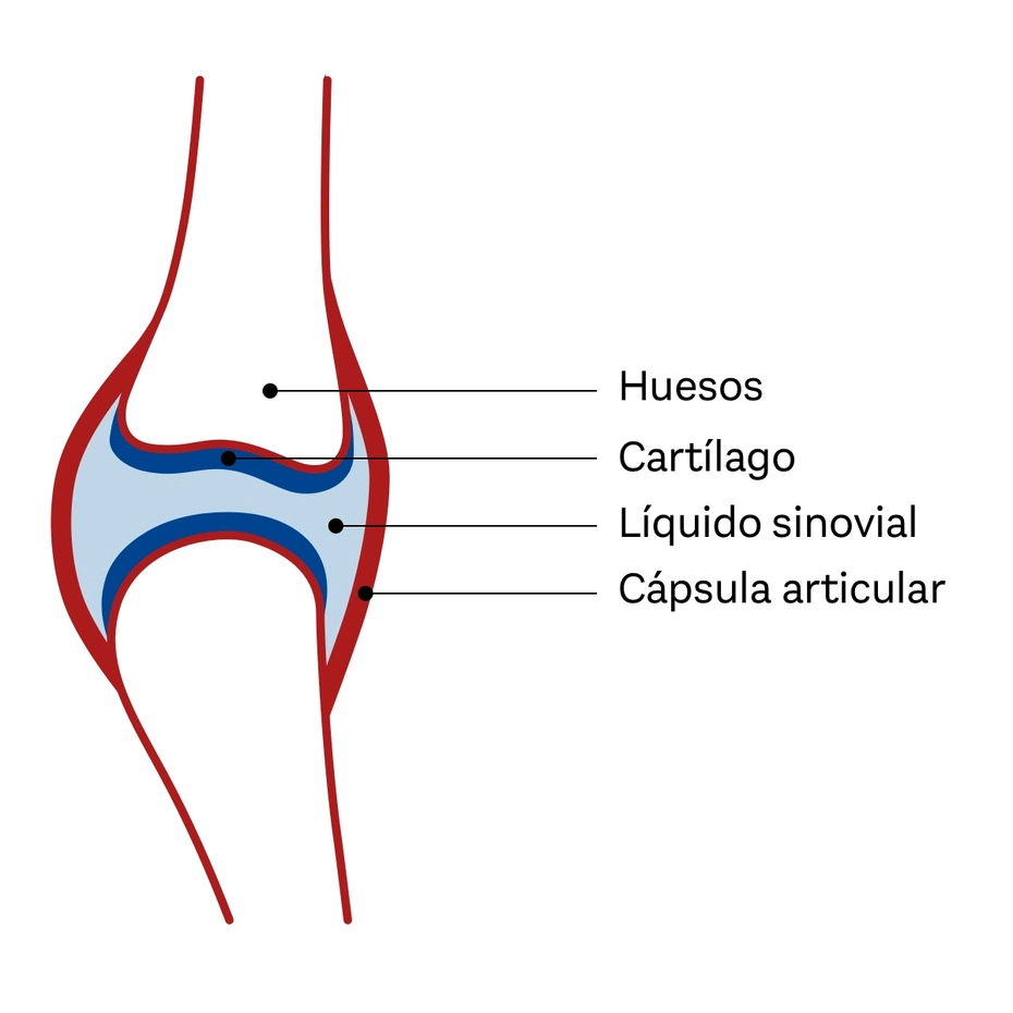 Ilustración de una articulación que muestra sus componentes principales: huesos, cartílago, líquido sinovial y cápsula articular, cada uno etiquetado claramente para facilitar la comprensión de su estructura y función.