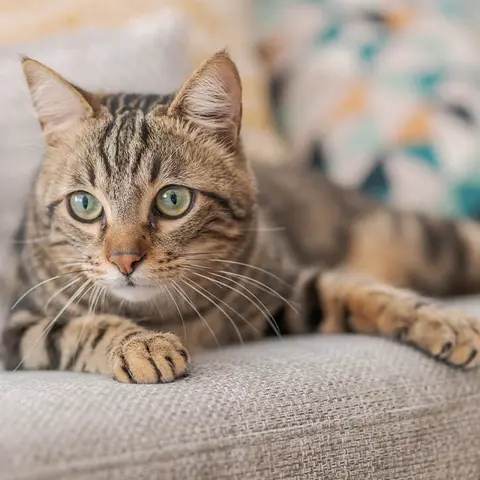 Katze liegt auf Sofa