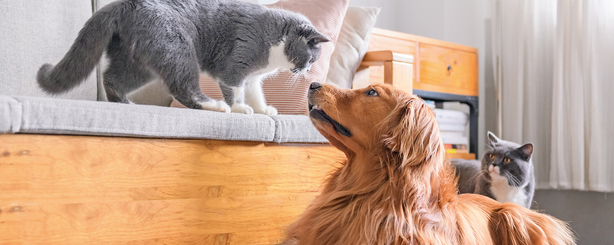 Alimentos complementarios para perros y gatos